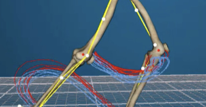 Gait Analysis (3D Running Assessment)